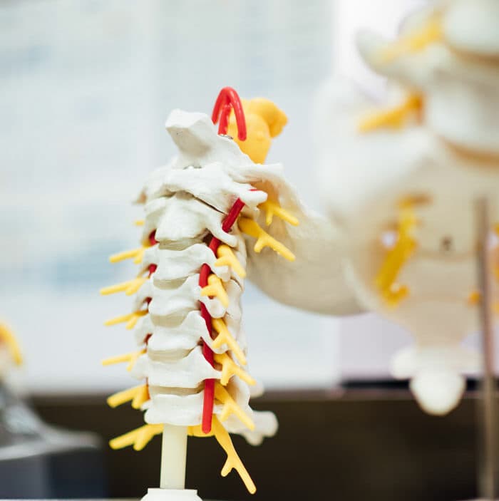 spine example