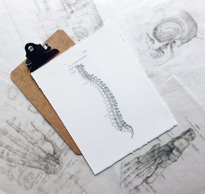 spine diagram