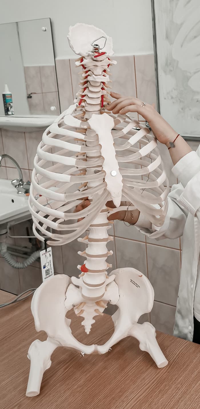 skeleton display
